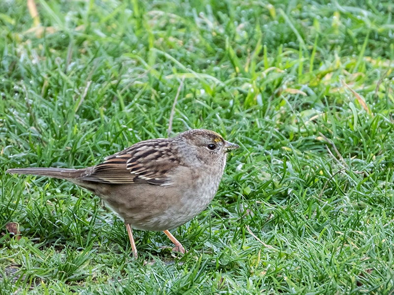 bird