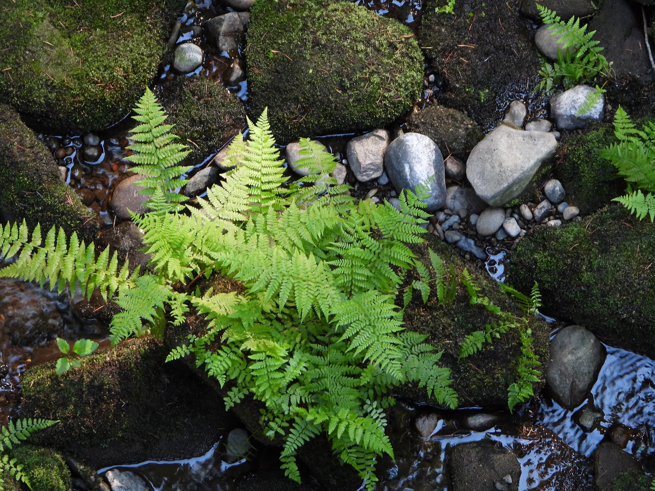 ferns